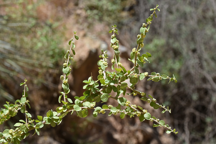 Las Animas Nakedwood has spreading or upright stems with fine white hairs (tomentose) which may fall off with age. Leaves are dull-green to yellowish-green, deciduous, alternate and oblong or fascicled to obovate. Leaves have a silky pubescence and margins may have 1 or 2 teeth. Colubrina californica 